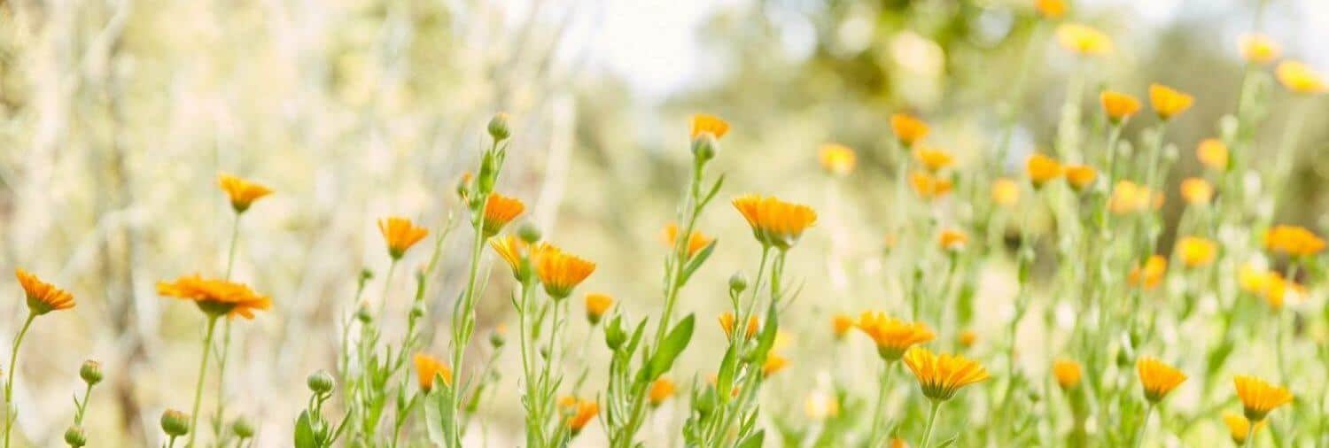 SEASONAL SKINCARE SPRING